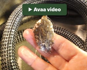 Hyla videot